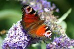 1107_FG_Paon_du _jour